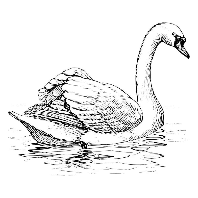 Swan Line Drawing